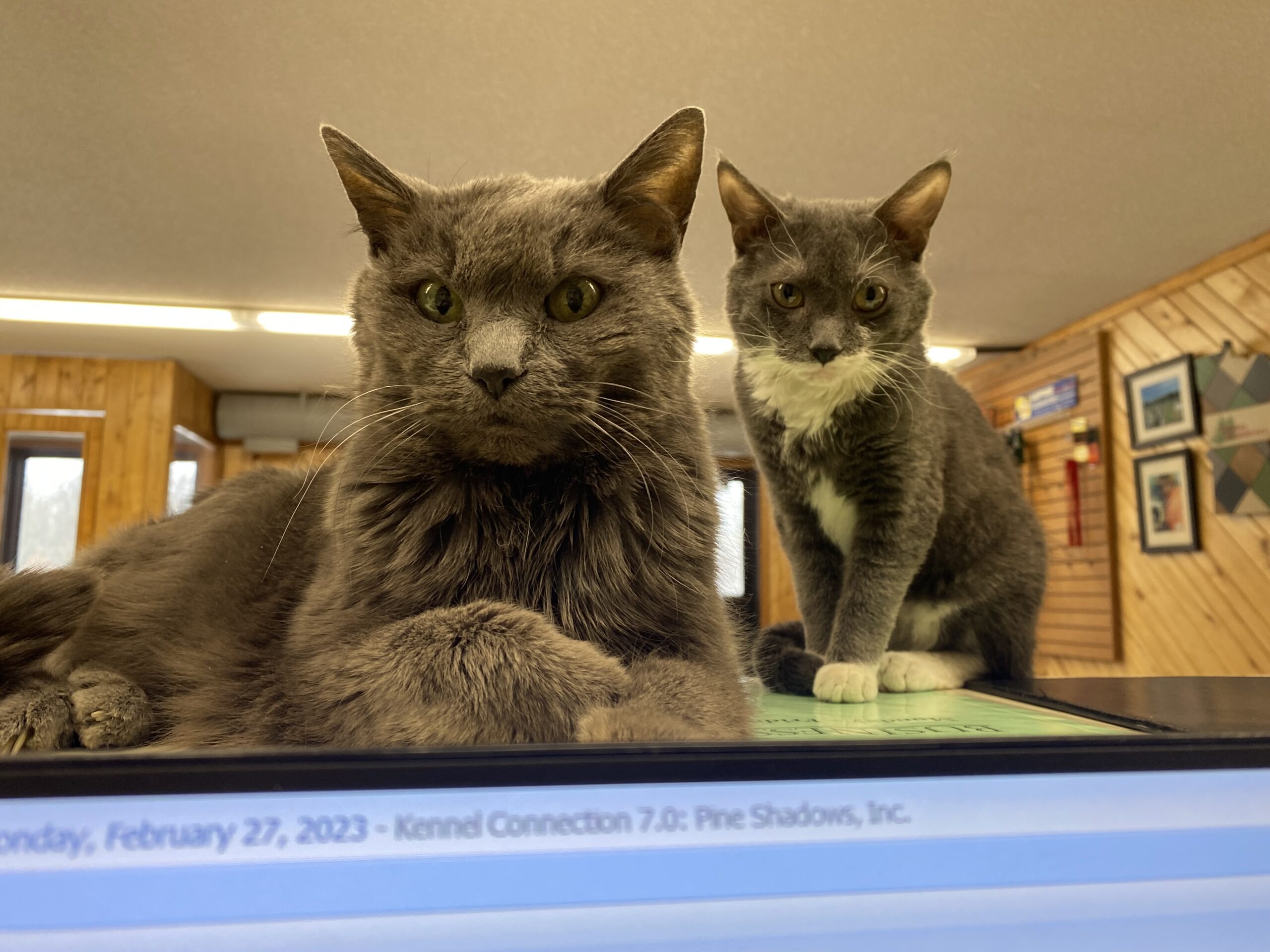 Dog Grooming Baxter Mn at Dale Crisman blog