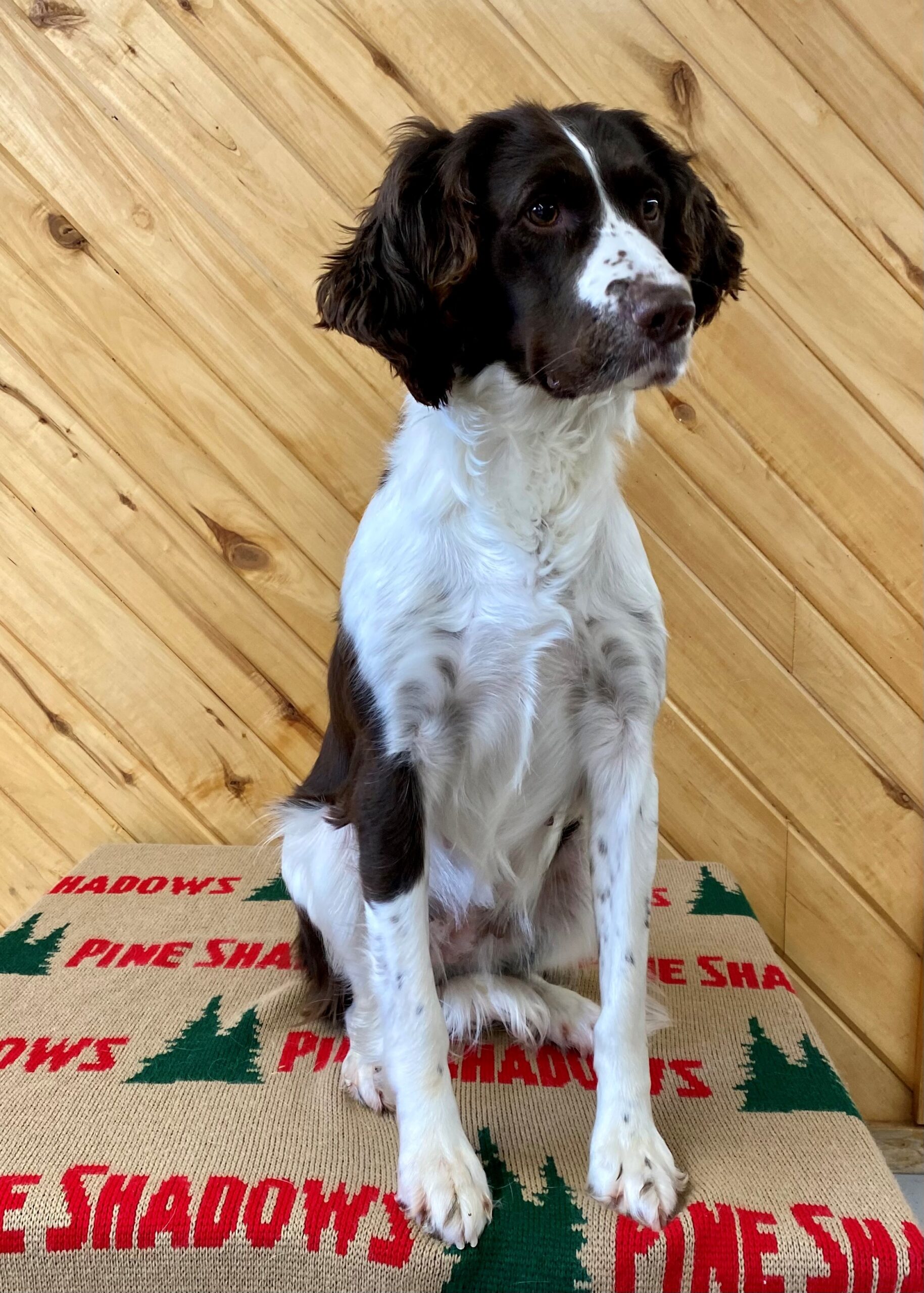 English Springer Spaniels Pine Shadows Hunting Dog Training Daybreak Hunting Lodge